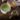 matcha tea